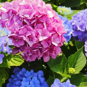紫陽花の美しさの秘密：梅雨の季節に咲く理由